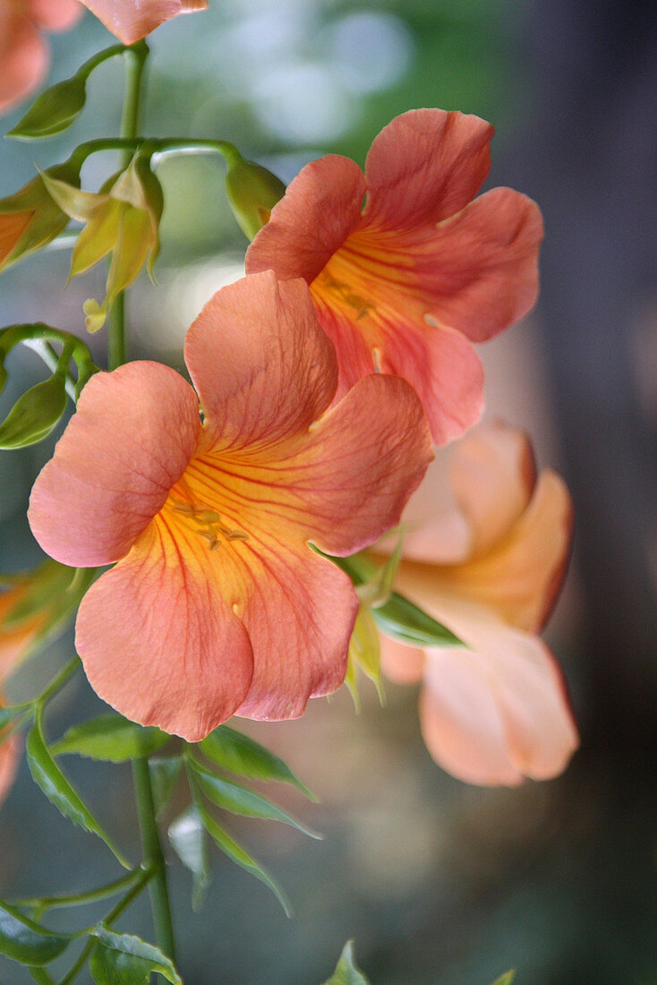 Close-up of trumpet creeper flowers