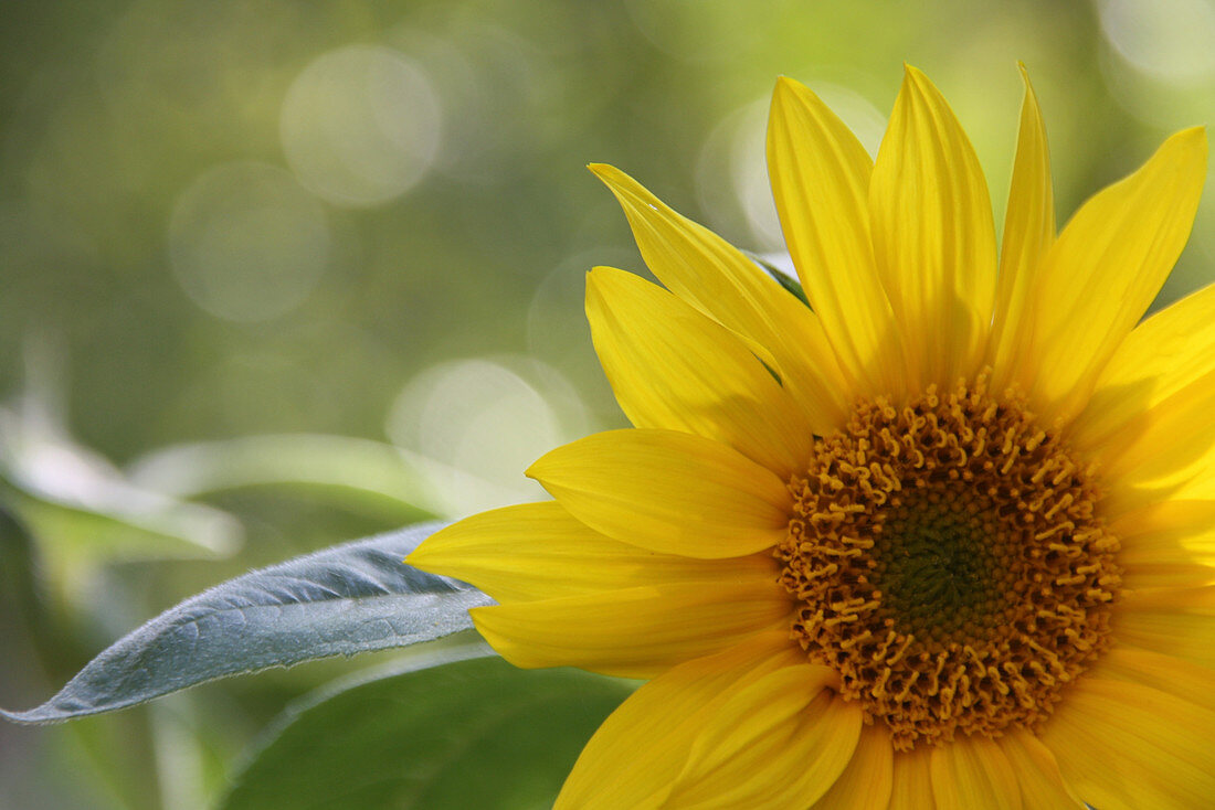 Flower macro of a sunflower
