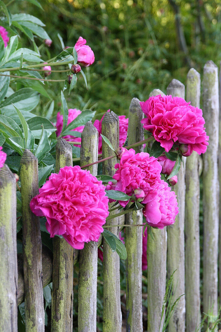 Pfingstrosen am Gartenzaun