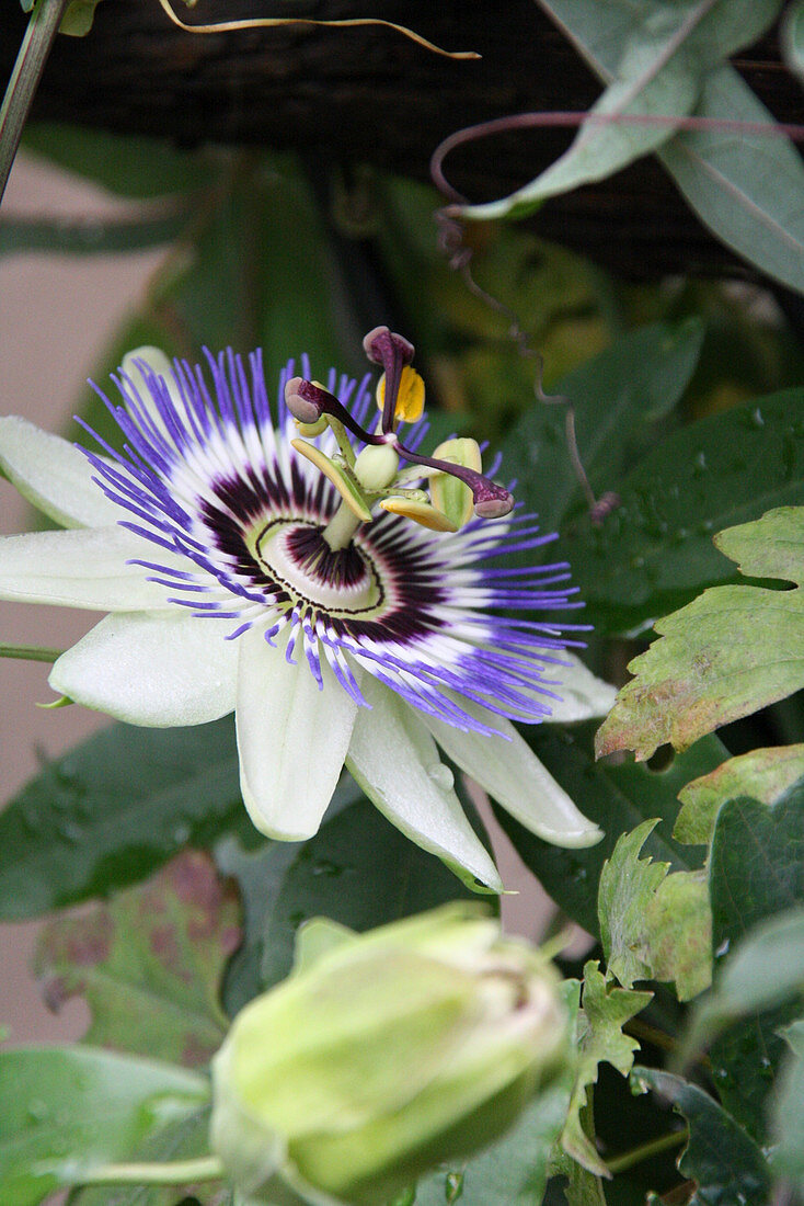Passion flower (close-up)