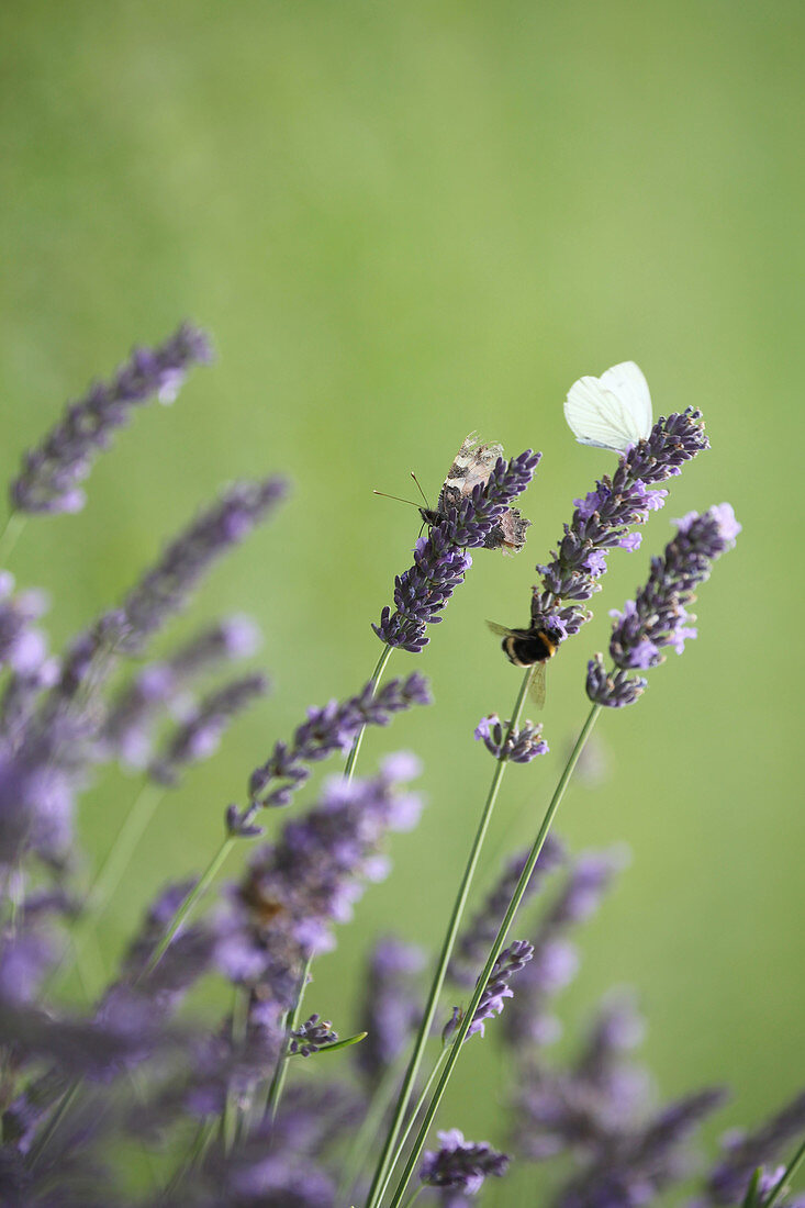 Butterflies and bumblebee on flowering lavender