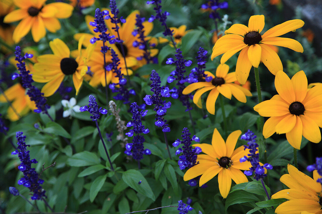 Coneflower and mealy sage in a flowerbed