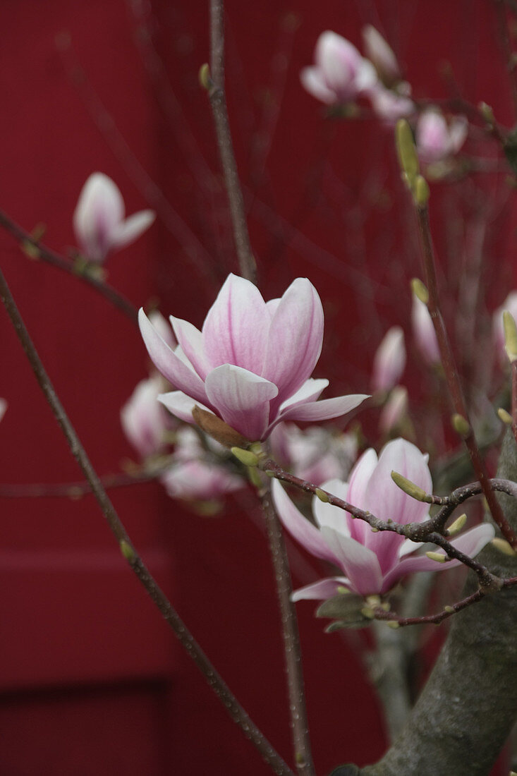 Tulpenmagnolie