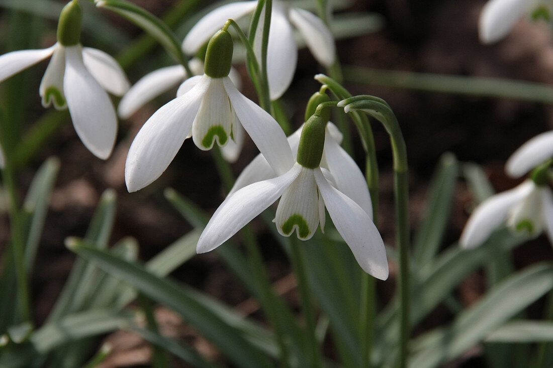 Snowdrops in garden