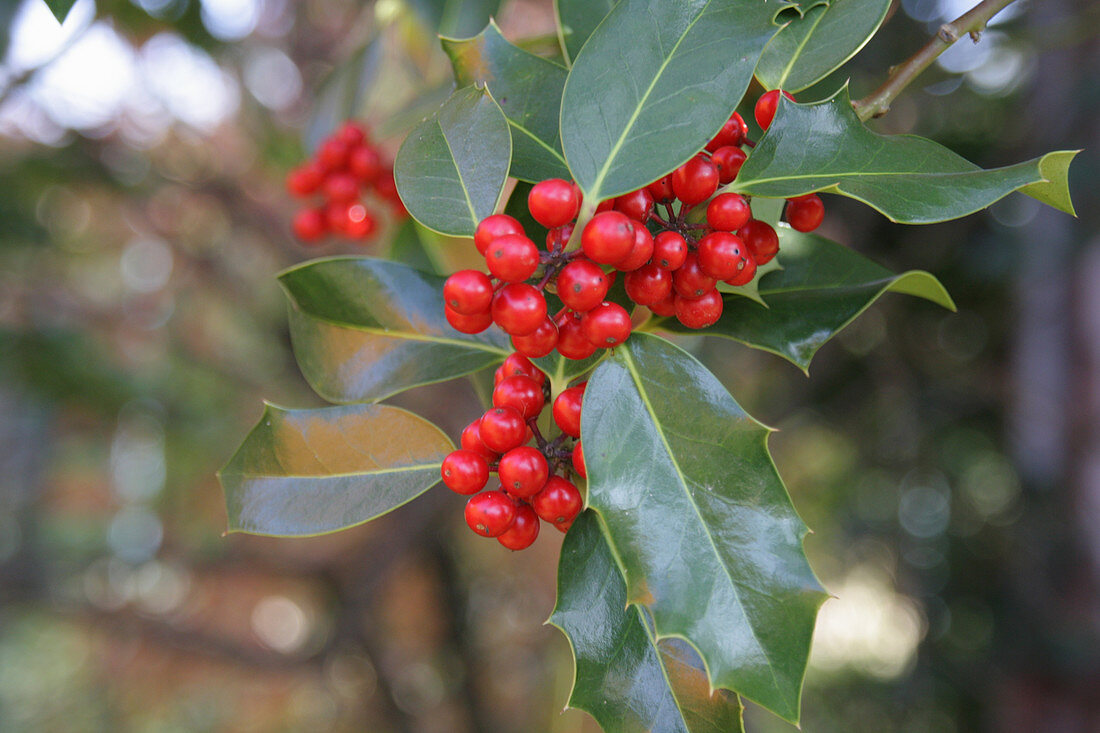 Holly 'Alaska' with red berries