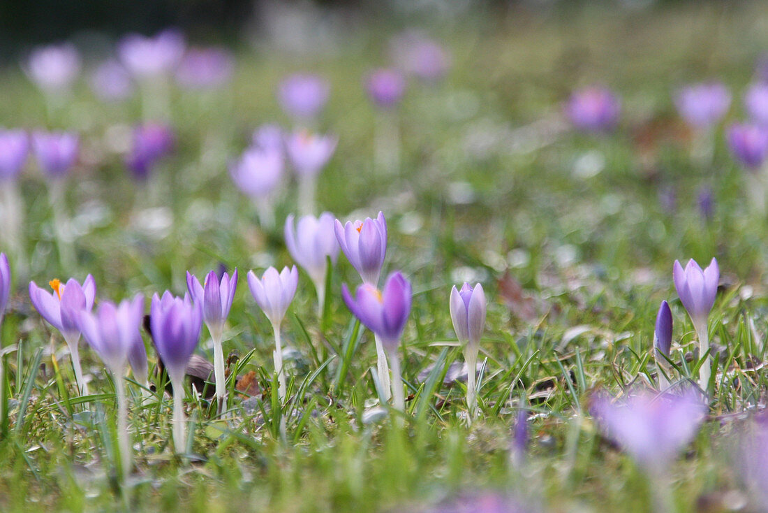 Woodland crocus naturalised in lawn