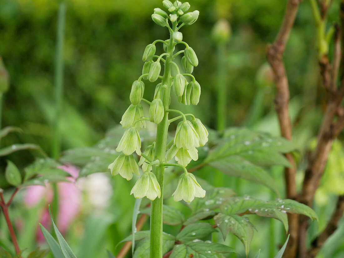 Persische Schachbrettblume 'Ivory Bells'