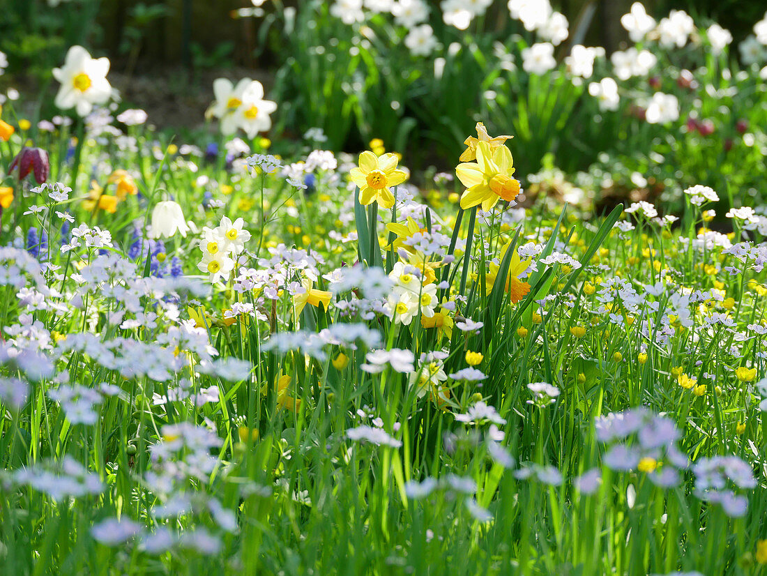 Narcissus, lady's smock and snake's head fritillaries in field of flowers in spring