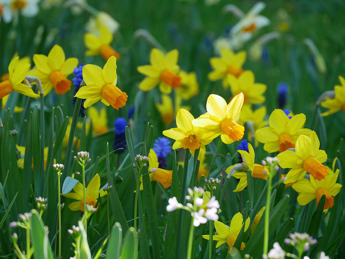 Narcissus 'Jetfire' and lady's smock in field of flowers in spring