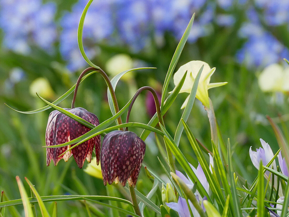 Snake's head fritillaries and narcissus 'Spoirot'