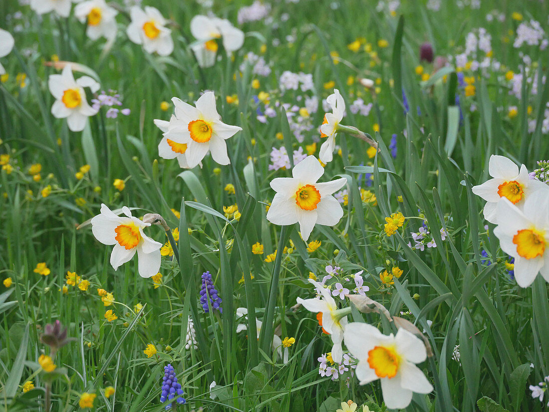 Narcissus 'Flower record', grape hyacinths and lady's smock, growing in field of flowers in spring