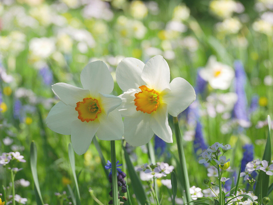 Daffodil 'Flower Record' in the flower meadow