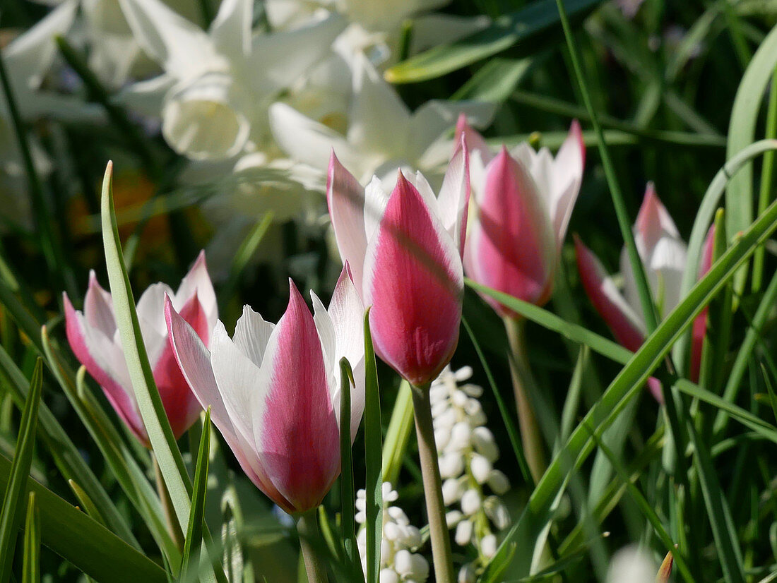 Ladies' tulip 'Peppermint Sticks'