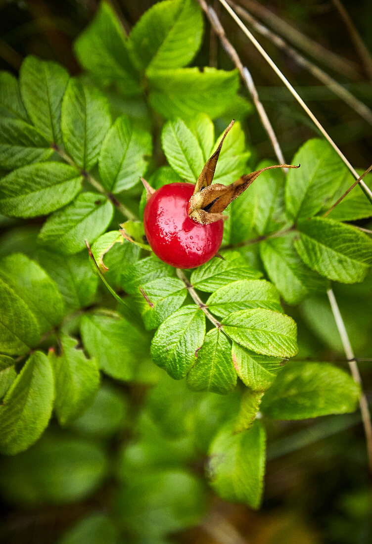 Rosehip on the plant