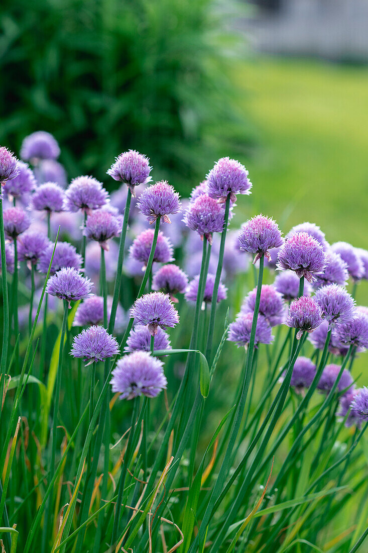 Flowering chives in a garden