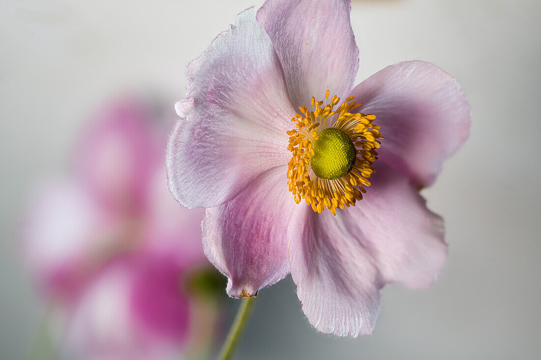 An autumn anemone flower (Anemone hupehensis)