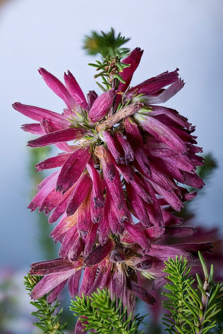 Heidekraut (Erica verticillata) Blütenstand, Kaphalbinsel, Raum Kapstadt