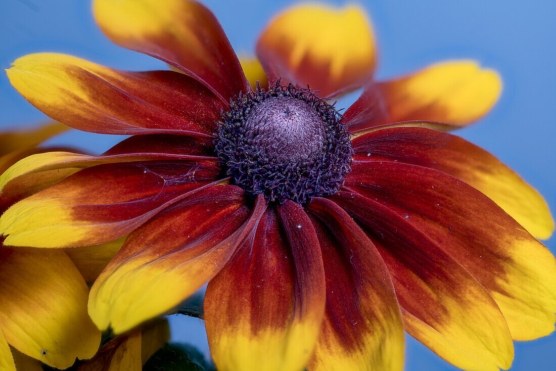 A black-eyed Susan (Rudbeckia hirta) flower head, garden form