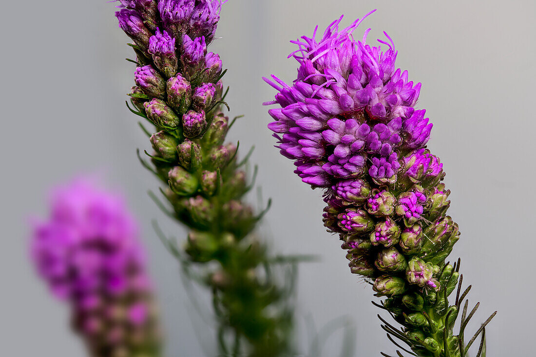 Ährige Prachtscharte, (Liatris spicata), Blütenstände