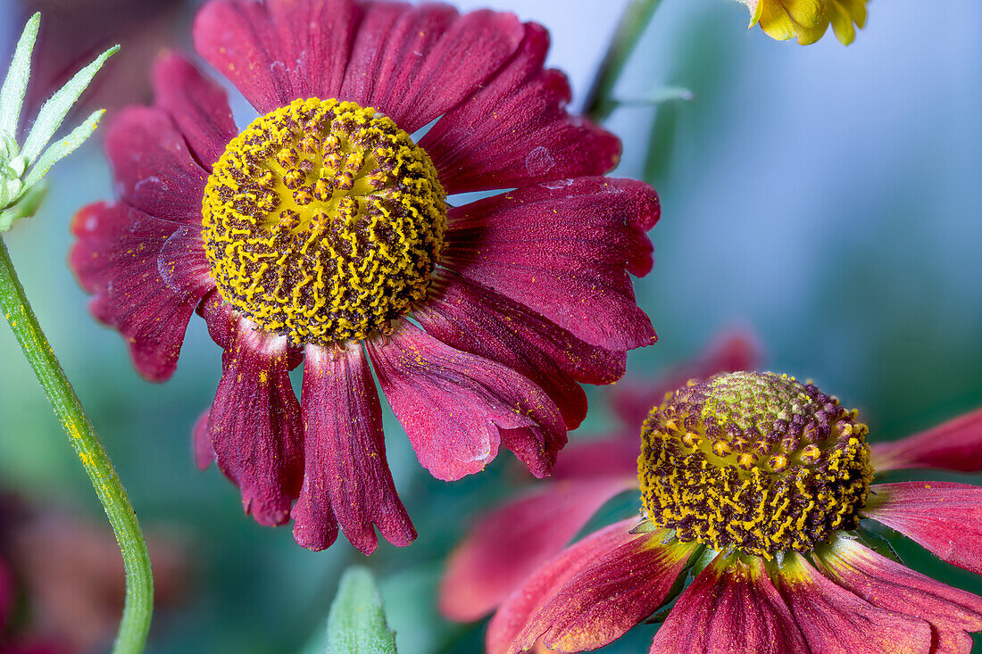 Helenium hybide, Helenium, flower heads, garden form, hardy perennial, Asteraceae, daisy family