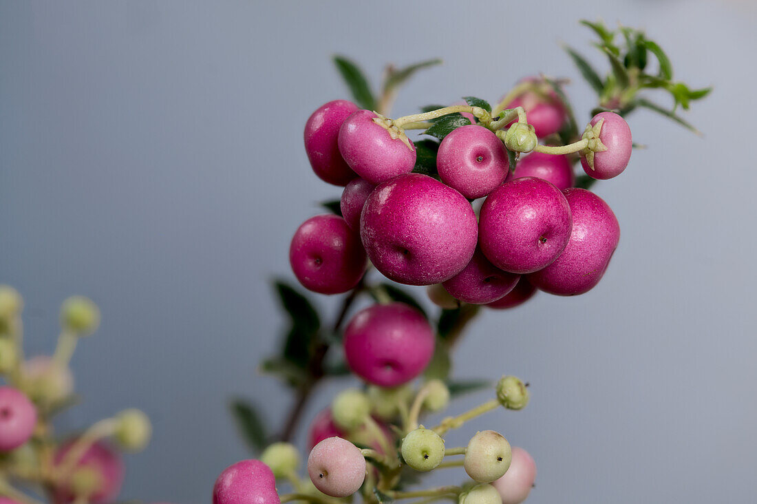 Snowberry hybrid 'Krüssm' (Symphoricarpos x doorenbosii), sprig with fruit