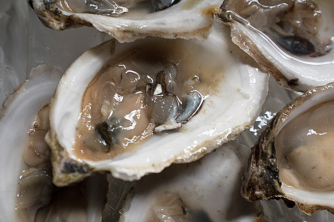 Fresh, opened oysters