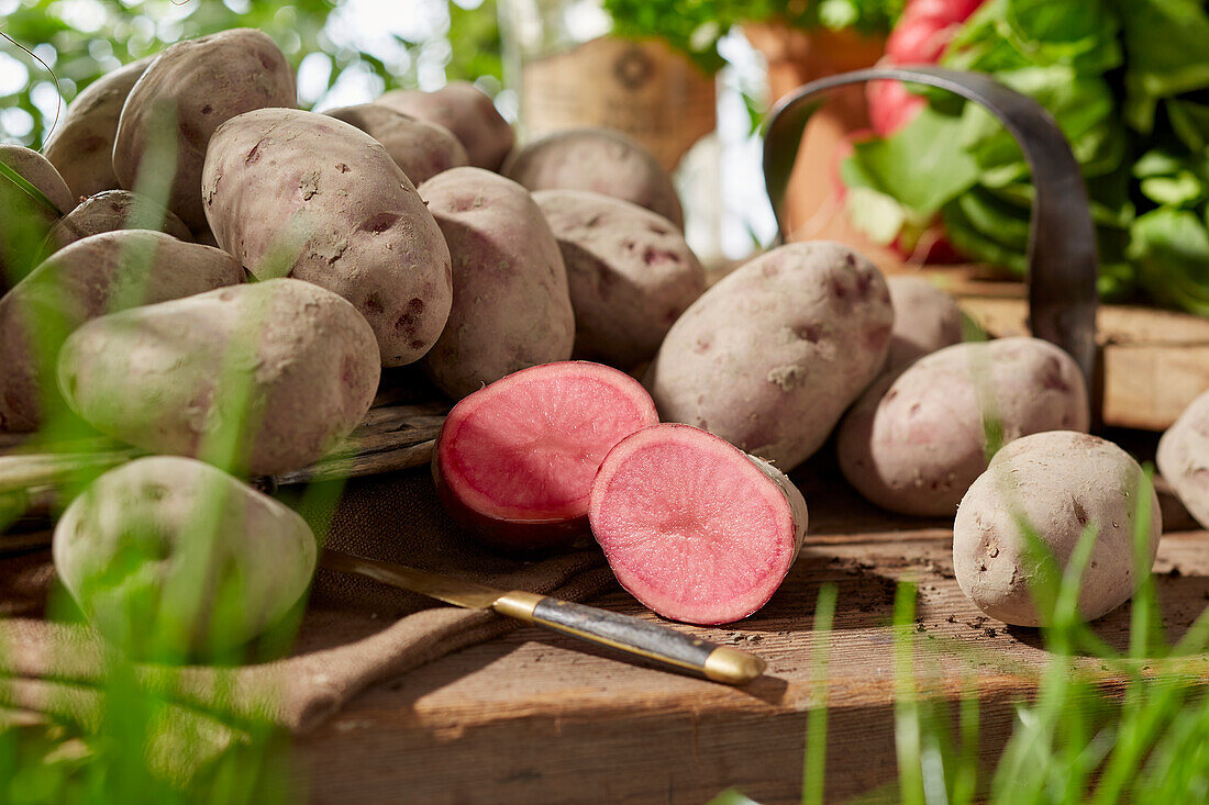 Kartoffeln der Sorte 'Mulberry Beauty'