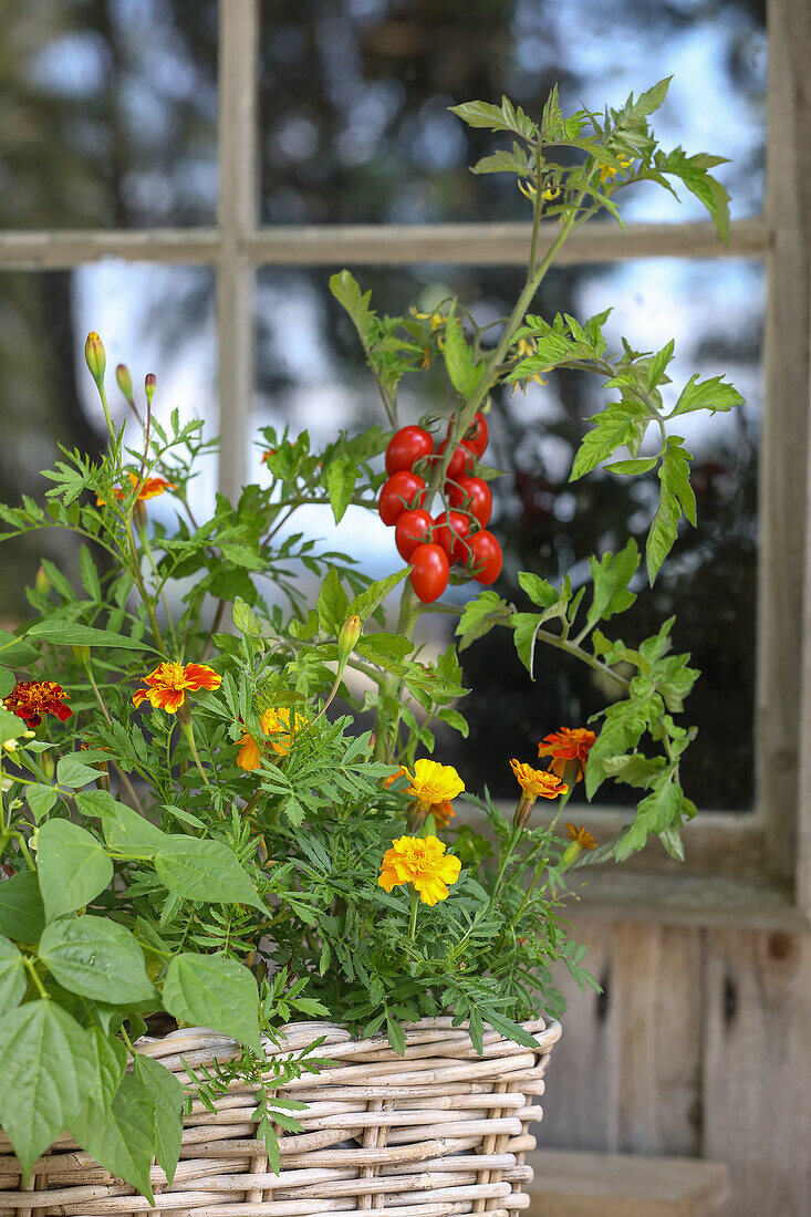 Vegetables, herbs, and flowers in a box