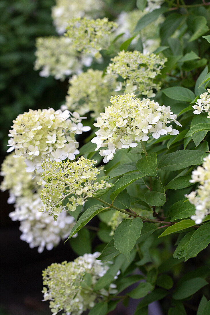 Panicle Hydrangea 'Limelight'