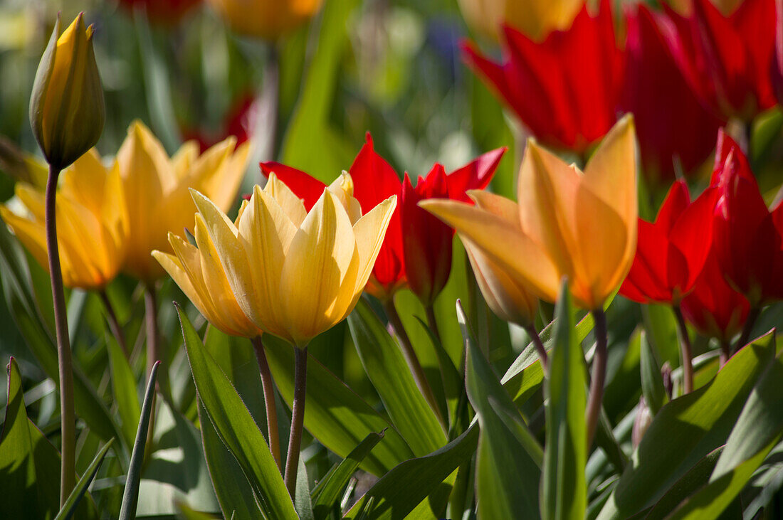 Bunte Tulpen im frühlingshaften LIcht