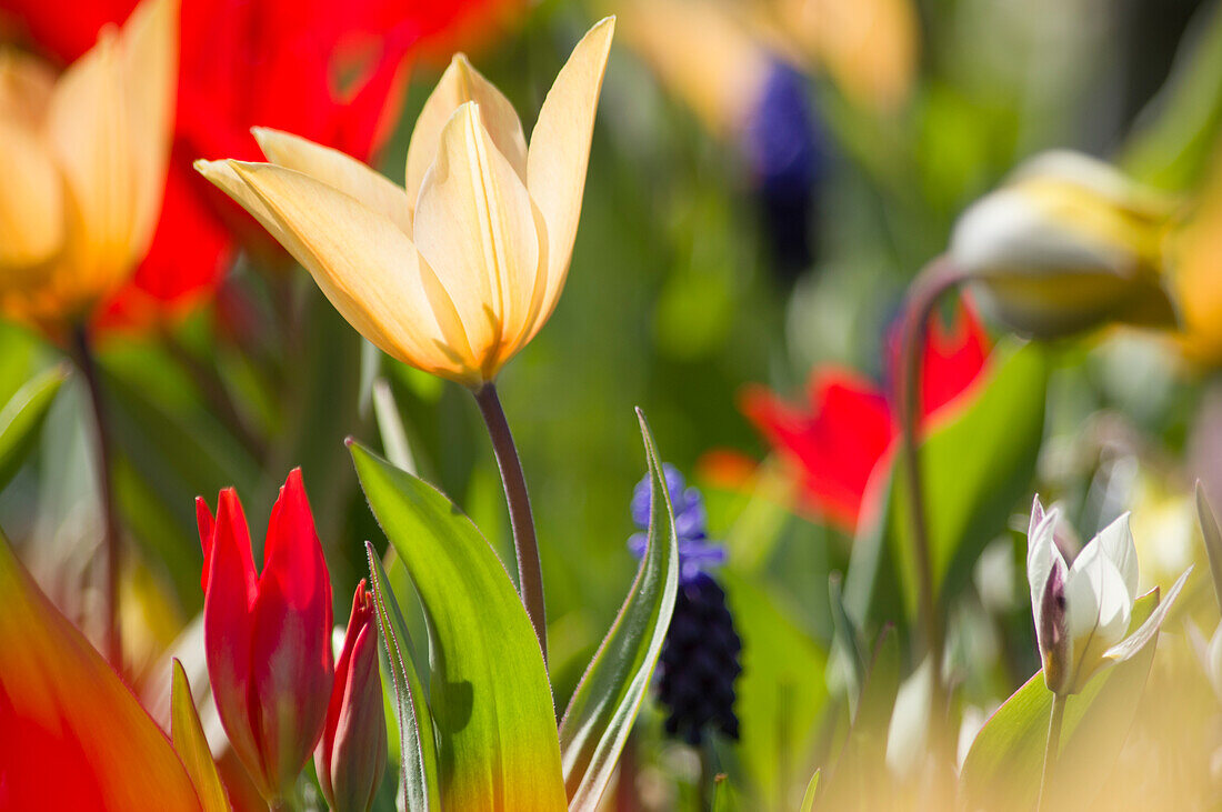 Colourful tulips in spring light