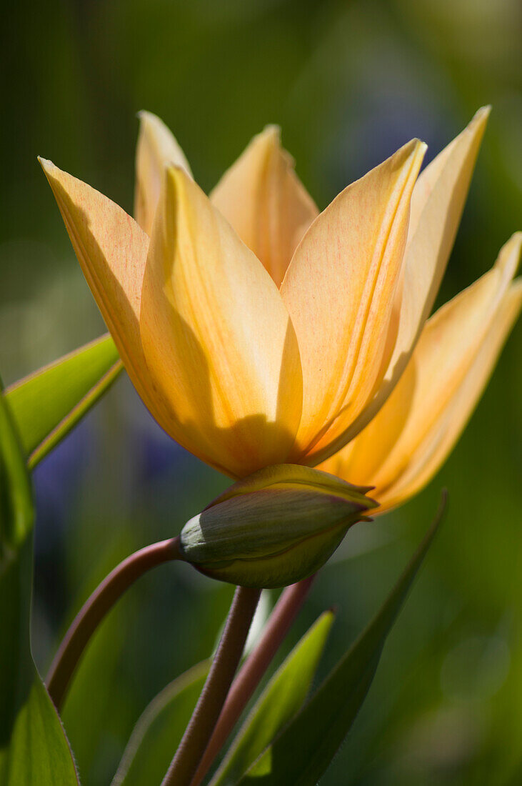 Colourful tulips in spring light