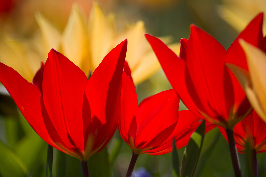 Colourful tulips in spring light