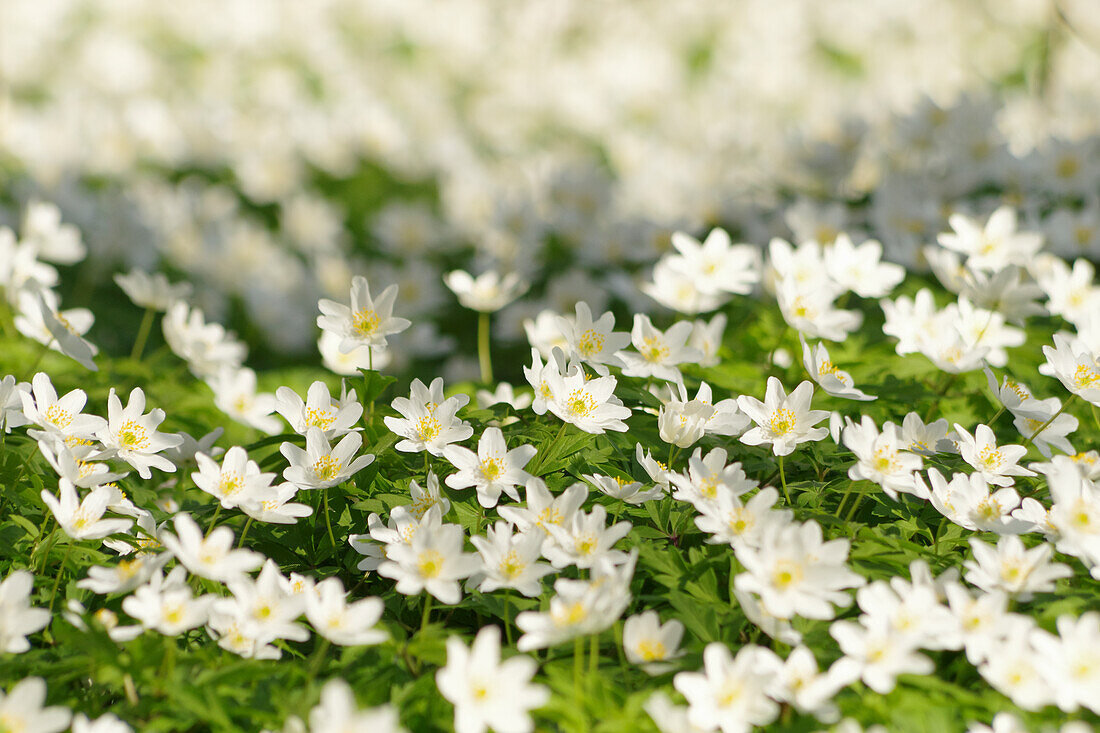 Wood anemones