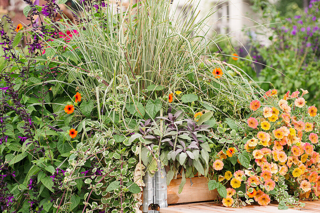 A colourfully planted raised bed