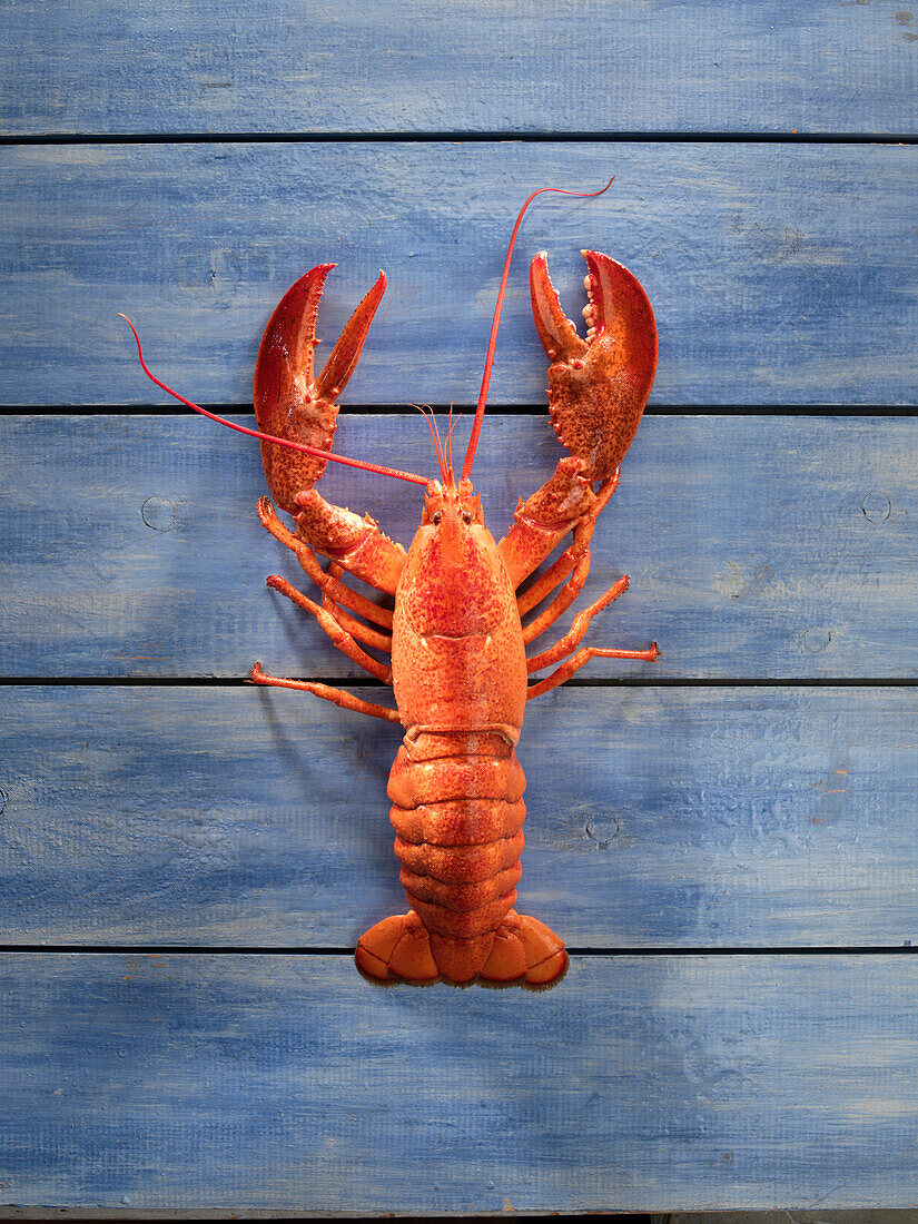 A lobster on a blue wooden surface