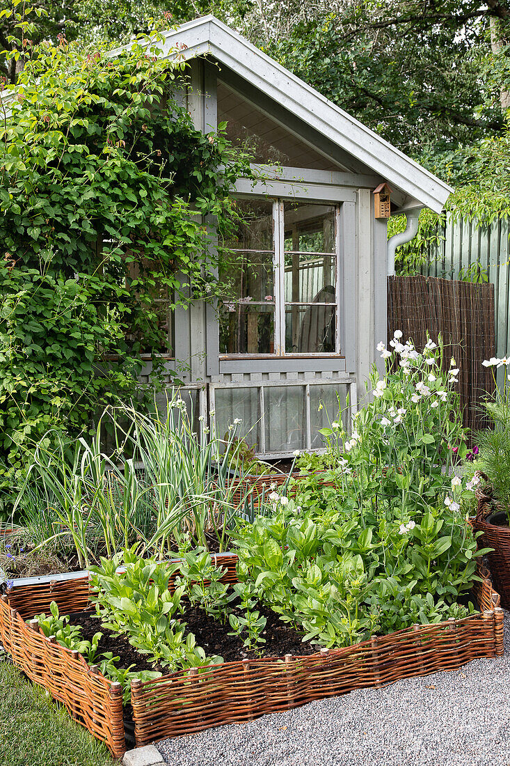 Beds with woven willow borders in the kitchen garden