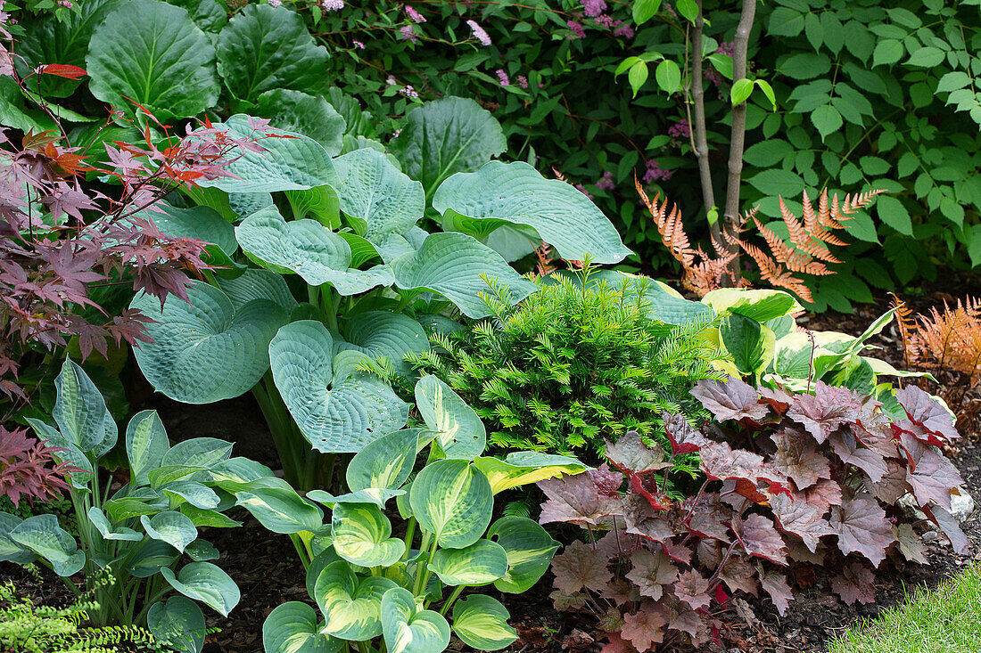 Planting along the lawns edge