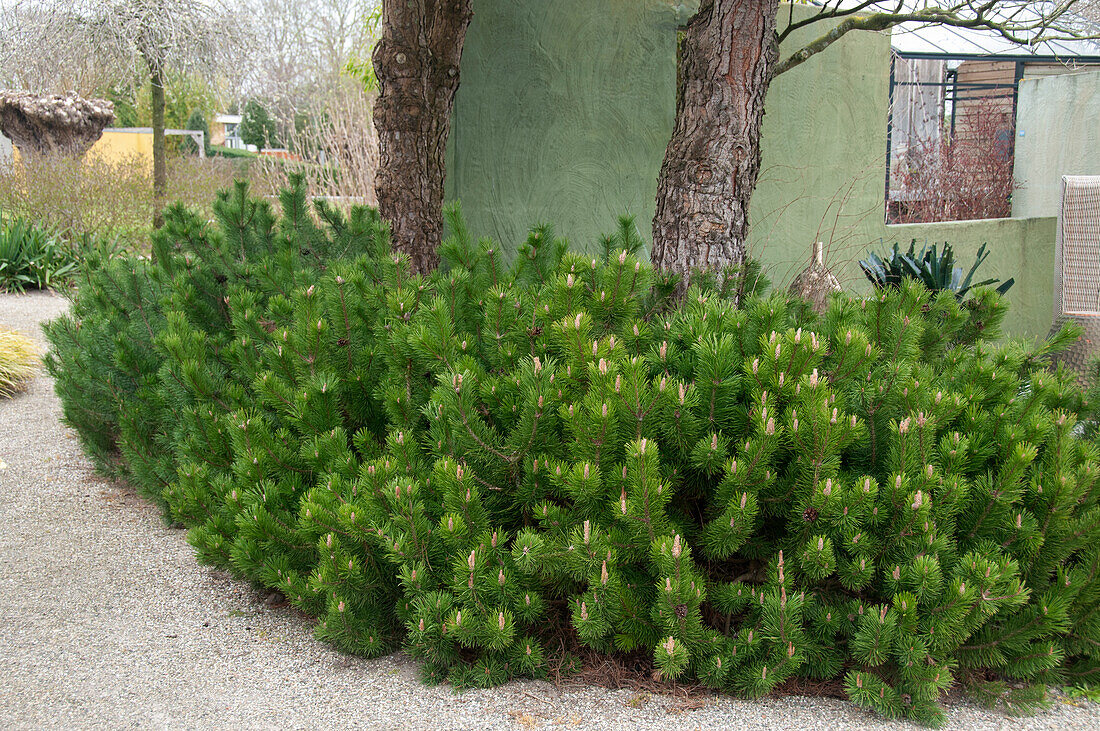 Bergkiefer (Pinus mugo subsp. Mugo