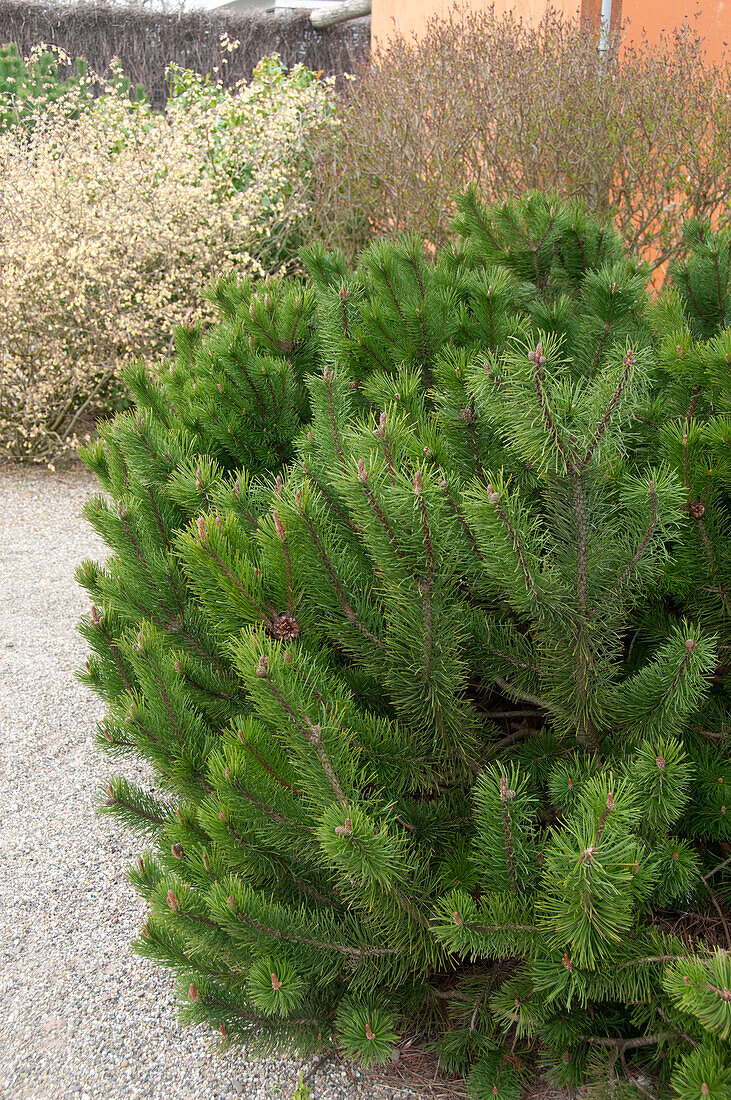 Bergkiefer (Pinus mugo subsp. Mugo