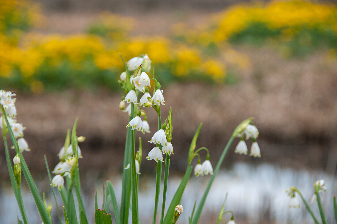 Leucojum aestivum