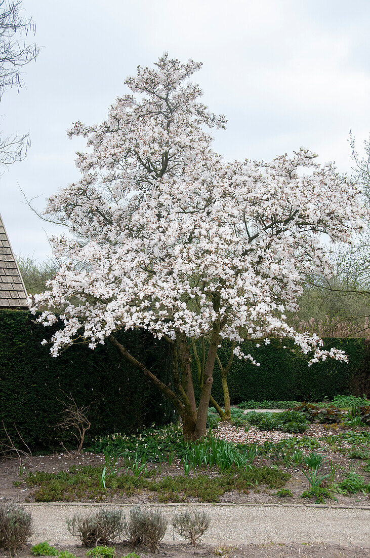 Magnolia tree