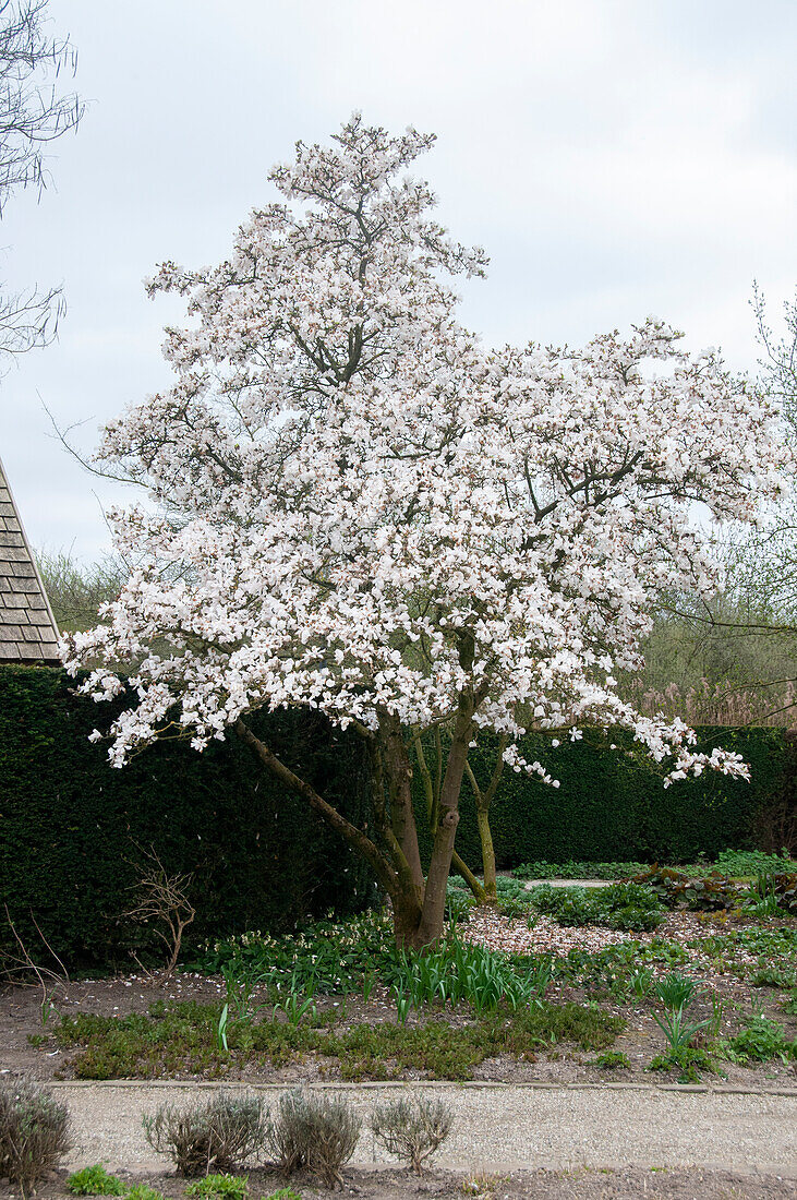 Magnolienbaum (Magnolie)