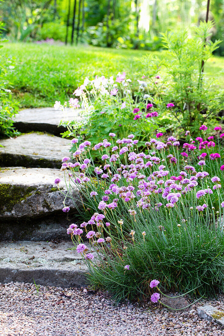 Grasnelken am Gartenweg mit Steinplatten