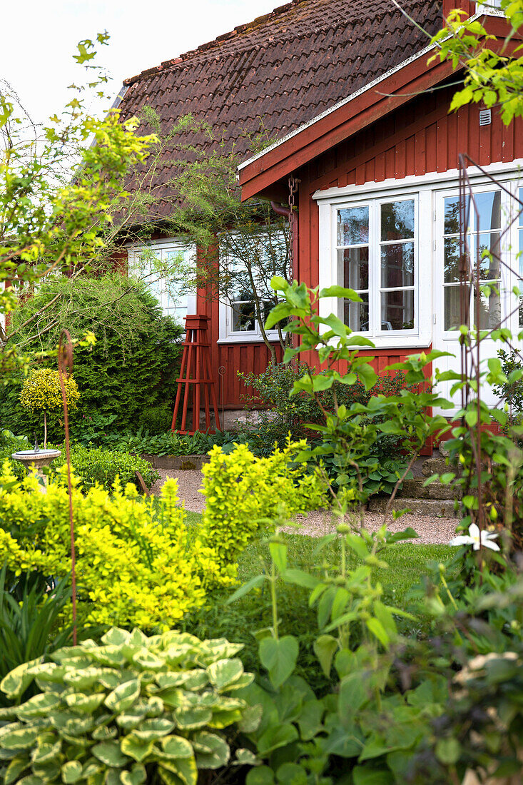 Climbing spindle tree, yellow barberry and yellow-leaved hosta in front of the house in the garden