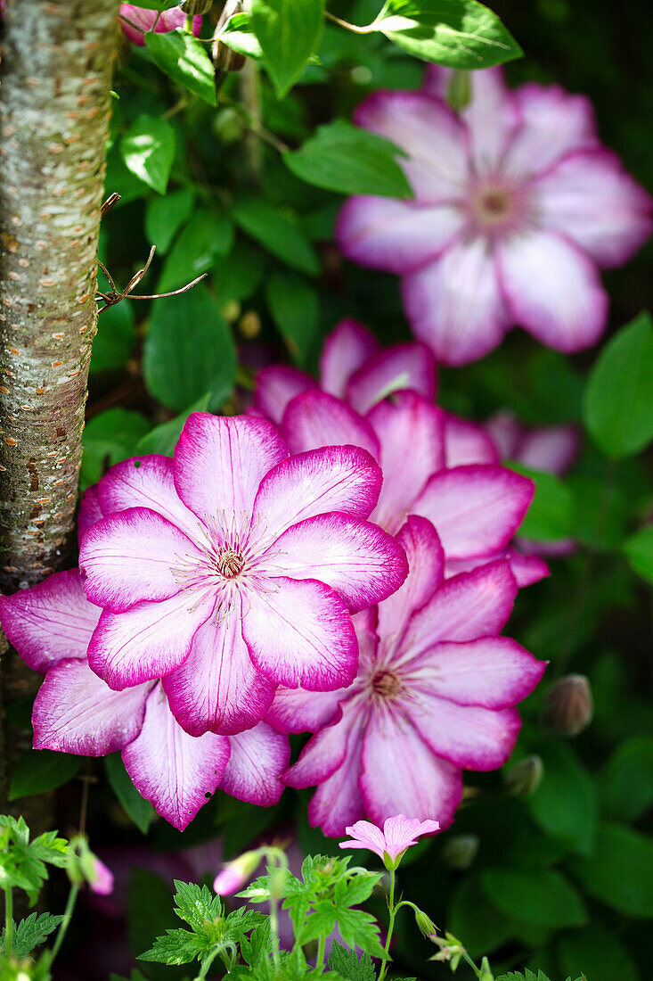 Großblumige Clematis 'Liberty'