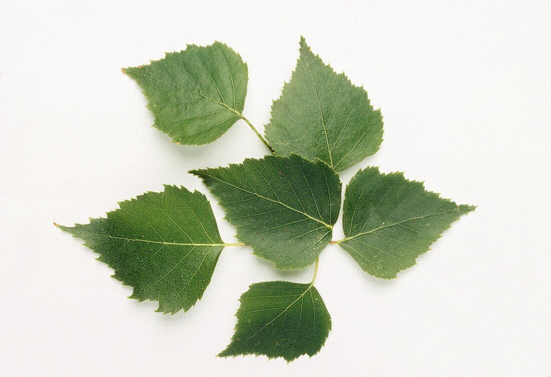 Sechs Birkenblätter (lat. Betula pendula) auf weißem Grund