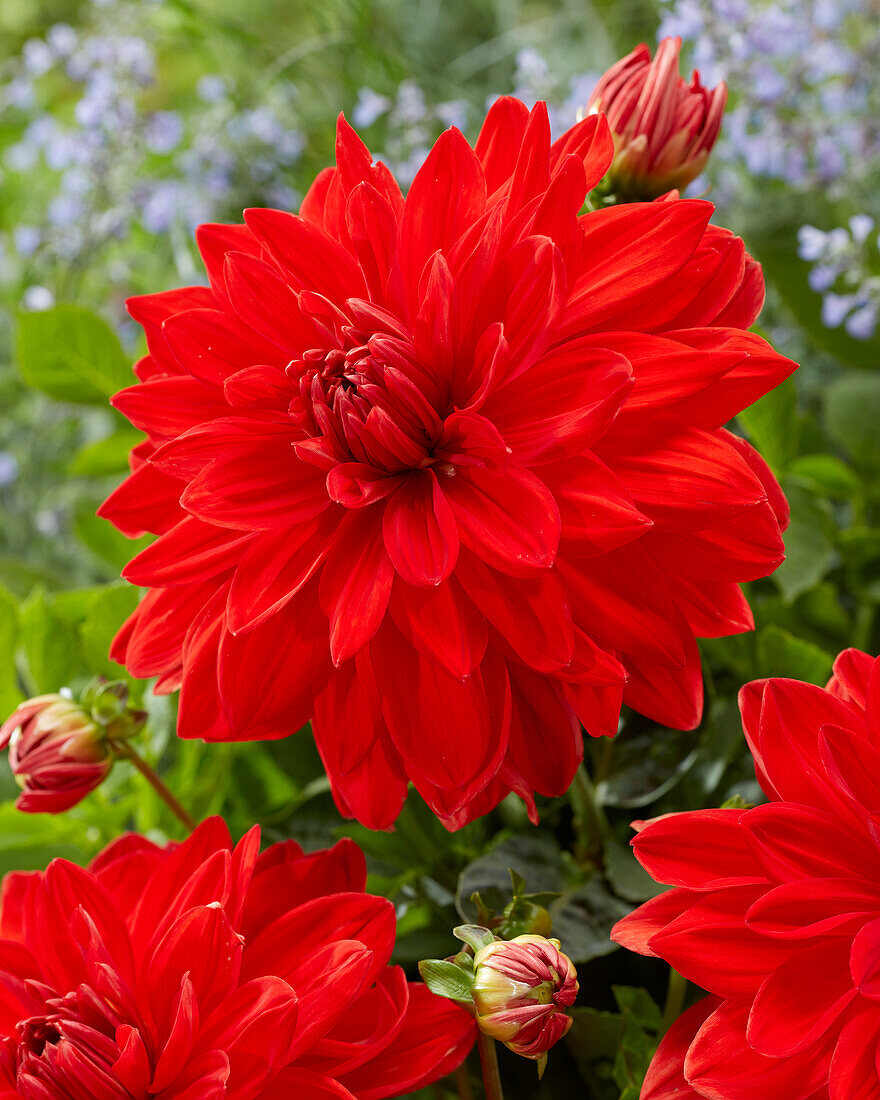 Dahlia Red Neo