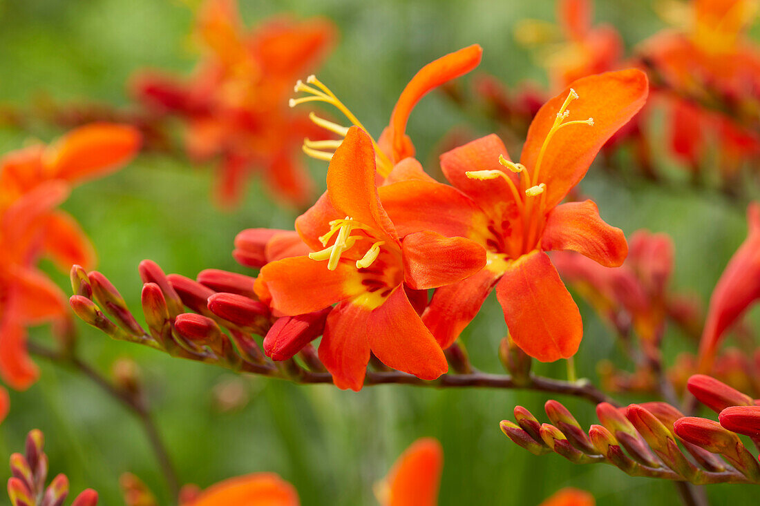 Montbretien (Crocosmia)