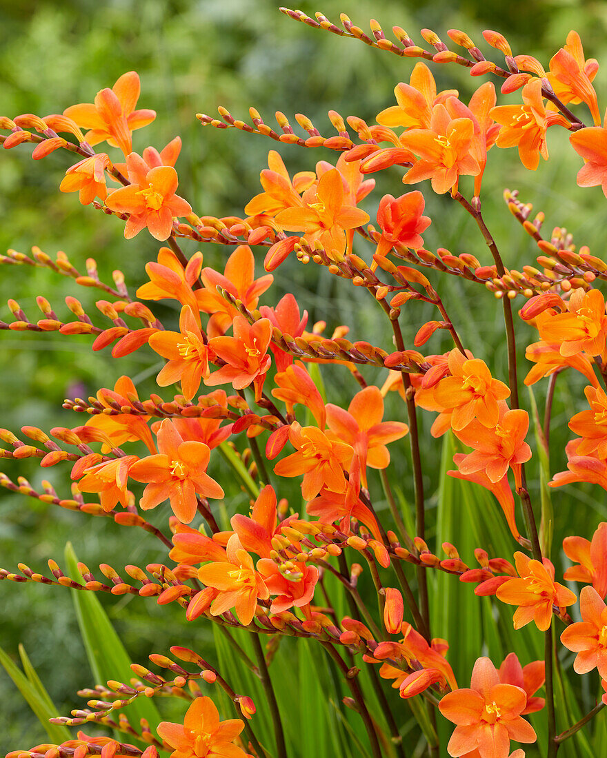 Crocosmia Peach Melba